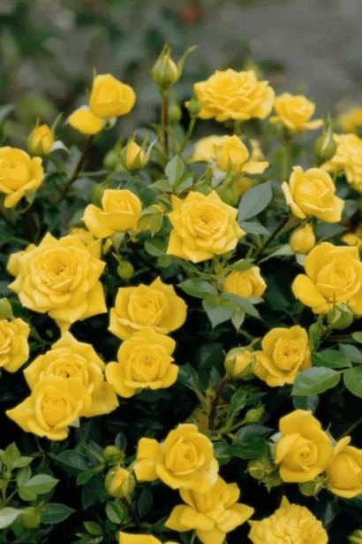 Троянда `Єлоу Бейбі`|Rosa `Yellow Baby`|Роза `Елоу Бейби`